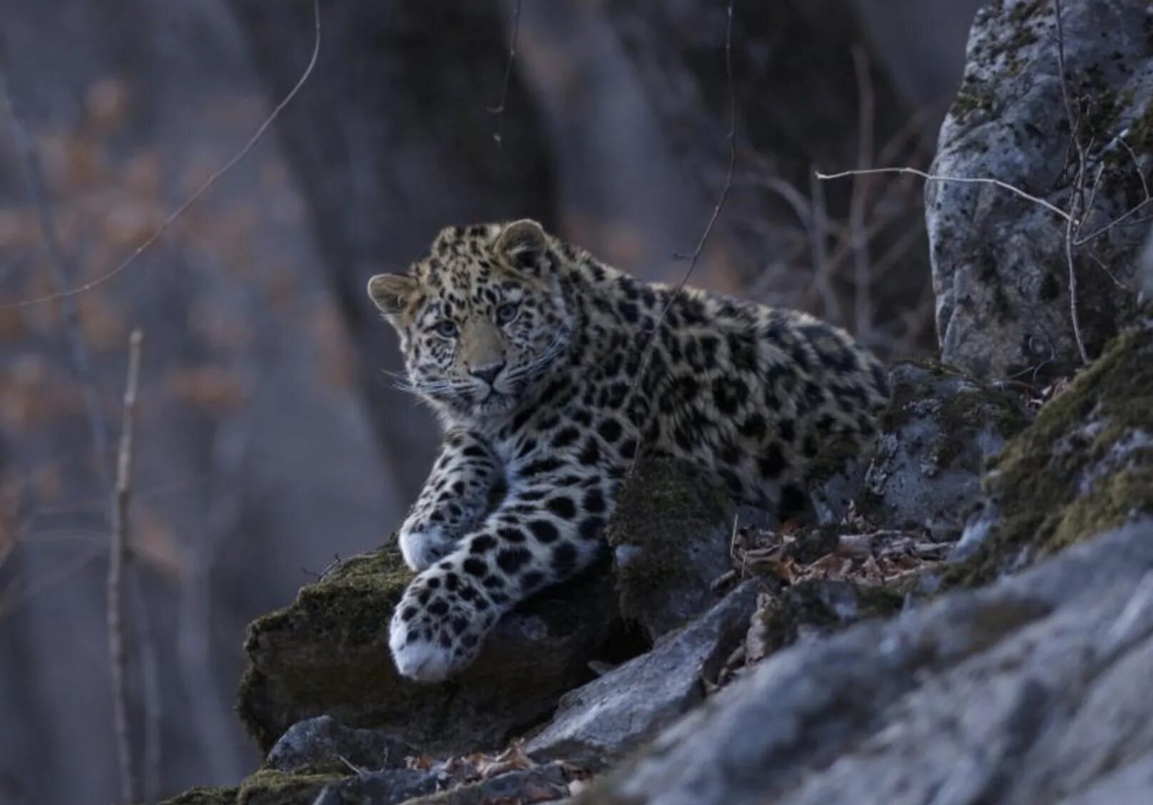 Национальный парк "земля леопарда" дальневосточный лесной кот. Гузерипльский заповедник леопард. Национальный парк земля леопарда приморский край. Национальный парк земля леопарда владивосток. Парк земля леопарда во владивостоке.