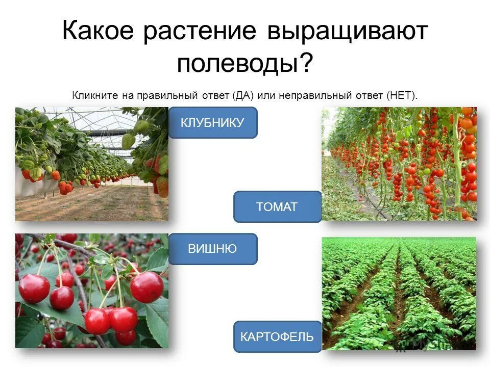 Растениеводство тест 3 класс окружающий мир. Растениеводство тест 3 класс окружающий мир. Проверочная работа по теме растениеводство 4 класс. Какие цветочные культуры цветут на клумбах весной. Тесты по окружающему мир 4 класс.
