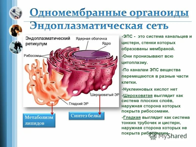 Система канальцев пронизывающих цитоплазму система уплощенных