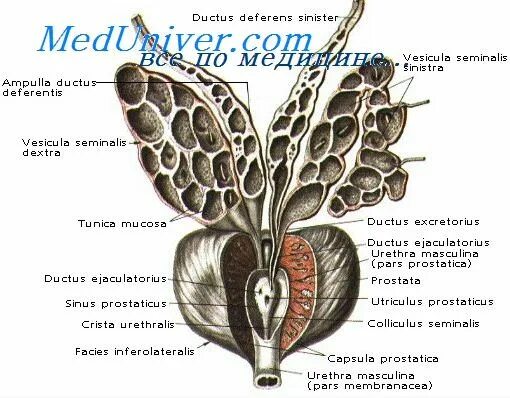 Ткани простаты. Паренхима предстательной железы. Предстательная железа строение и функции. Предстательная железа топография строение функция. Паренхима предстательной железы схема.