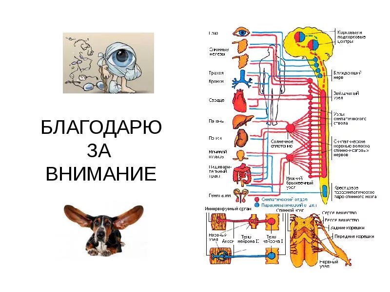 Отделы вегетативной нервной системы глаза. Автономный вегетативный отдел нервной системы 8 класс. вегетативная нервная система органы чувств. вегетативная нервная система 8 класс биология. схема строения автономной нервной системы 8 класс.