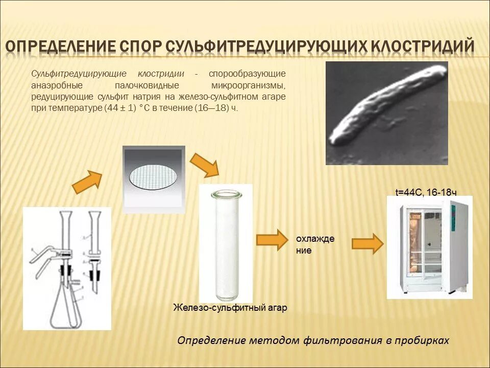 Бактерии в питьевой воде. Определение спор сульфитредуцирующих клостридий в воде. Споры сульфитредуцирующих клостридий в питьевой воде. Исследование воды схема микробиология. Определение сульфитредуцирующих клостридий в воде.