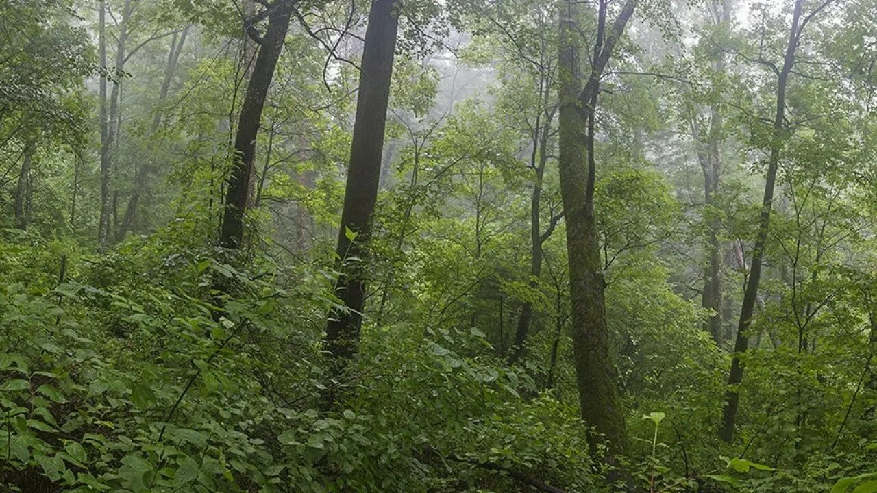 Какое лето в широколиственных лесах. Дальневосточный муссонный широколиственный лес. Заповедник Бастак. Муссонные леса дальнего Востока.. Заповедник Бастак кедрово широколиственные. Заповедник Бастак Биробиджан.