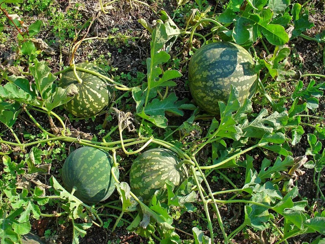 Citrullus Colocynthis. Дикий Арбуз колоцинт. Колоцинт (Citrullus Colocynthis). Колоцинт или колоквинт. Стебель арбуза