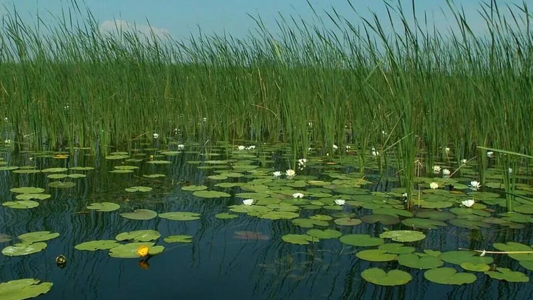 Камыш водоросли