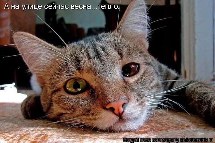 Не ходите девушки замуж ничего хорошего. Не ходите девки. Не ходите, девки, замуж!. Не ходите девки замуж ничего хорошего утром. Не ходите девки замуж ничего хорошего утром.