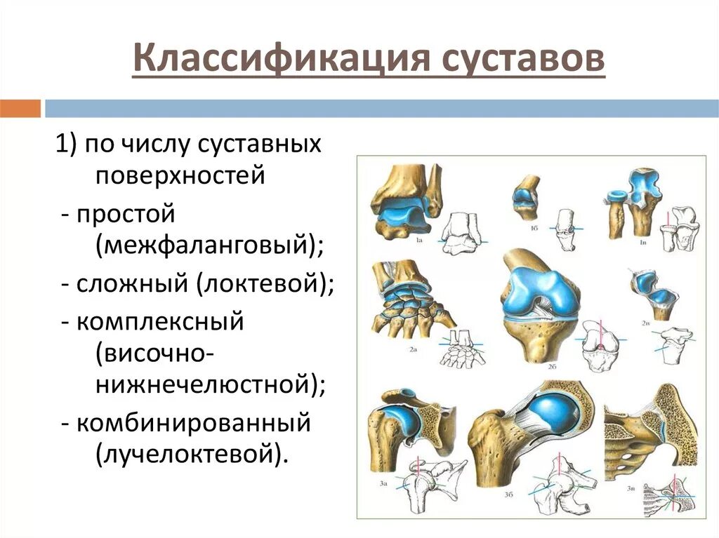 Сустав 1а. Анатомическая классификация суставов. Строение и классификация суставов. Классификация суставов по форме по числу. Классификация суставов по числу суставных поверхностей.