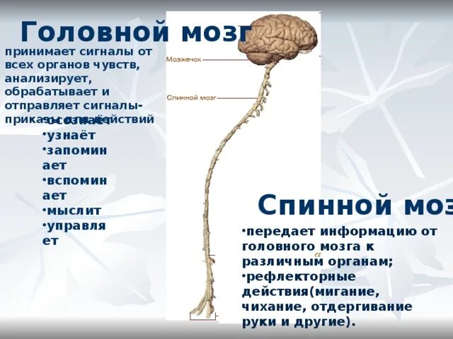 Спинной и головной мозг образуют нервную систему. Головной и спинной мозг. Спинйо мозг и головной мозг. Головной и спинной МОЗ. Структура головного и спинного мозга.