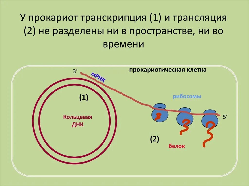 Цикл транскрипции. Схема процесса транскрипции прокариот. Схема транскрипции и трансляции прокариот. Транскрипция прокариот эукариот схема. Схема транскрипции у эукариот.