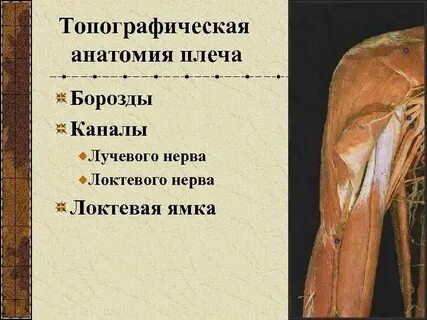 Борозды нерва