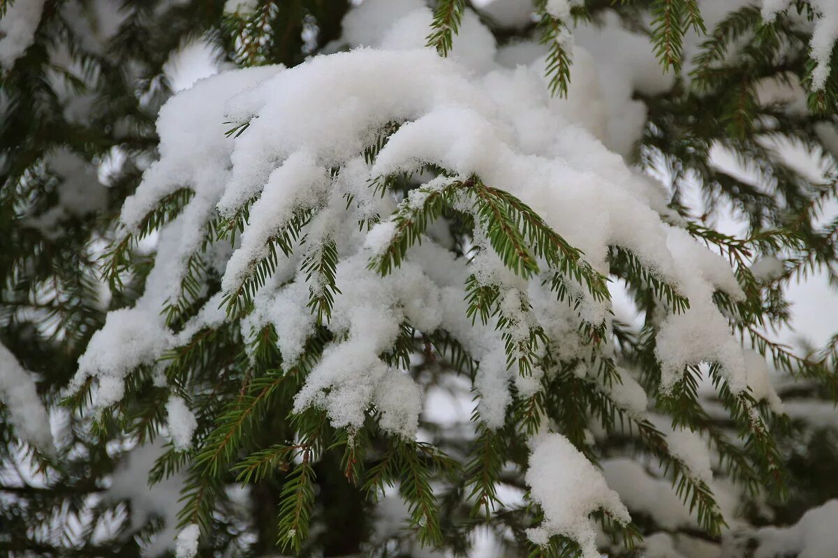 ест снег. елка зимой. нобелес ель ветка. зима снег. пушистый снег лес.