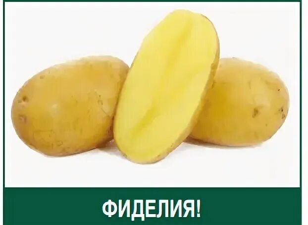 Сорт фиделия картофель характеристика