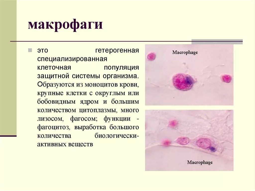 Макрофаги количество