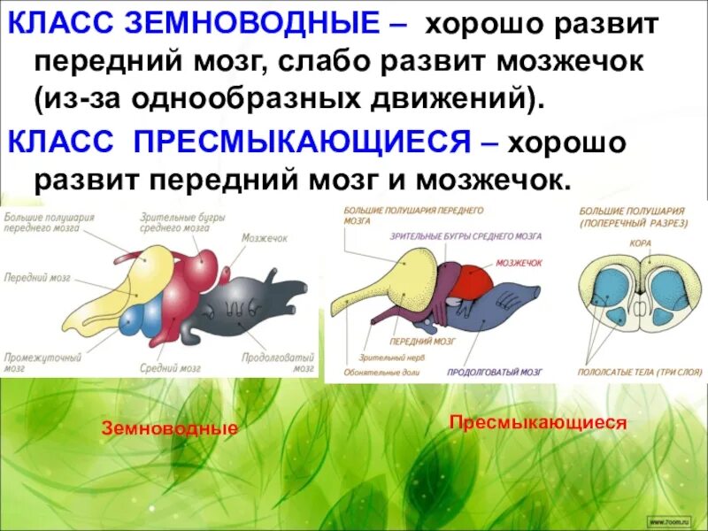 Нервная система система пресмыкающихся. Головной мозг земноводных. Мозжечок у земноводных. Функции отделов головного мозга амфибий.