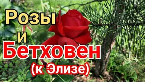 Розы песня рингтон