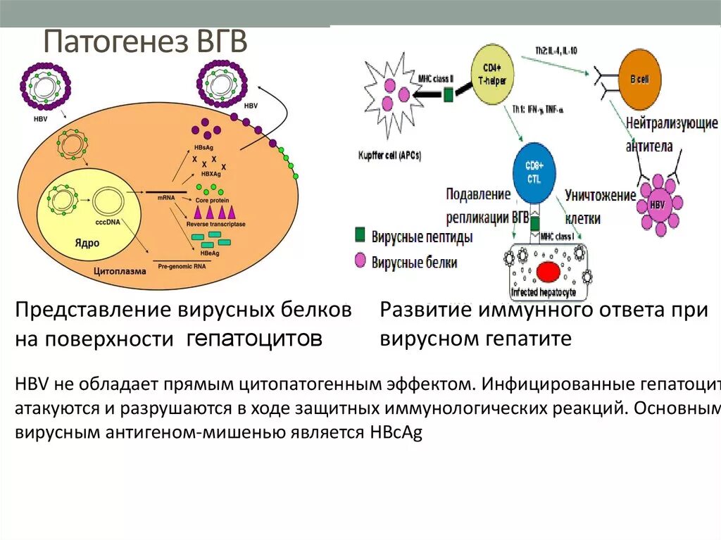 Патогенез вирусного гепатита в схема. Основной механизм патогенеза вирусного гепатита б. Патогенез гепатита б схема. Вирус гепатита а патогенез.