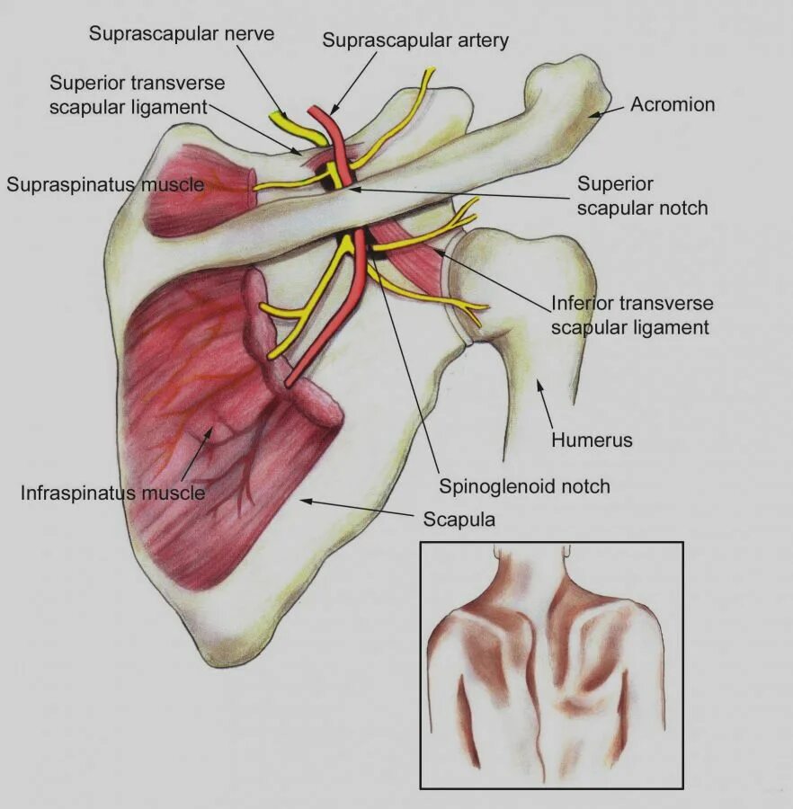 A circumflexa scapulae
