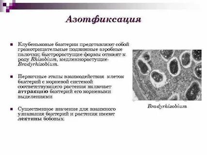Способность к азотфиксации