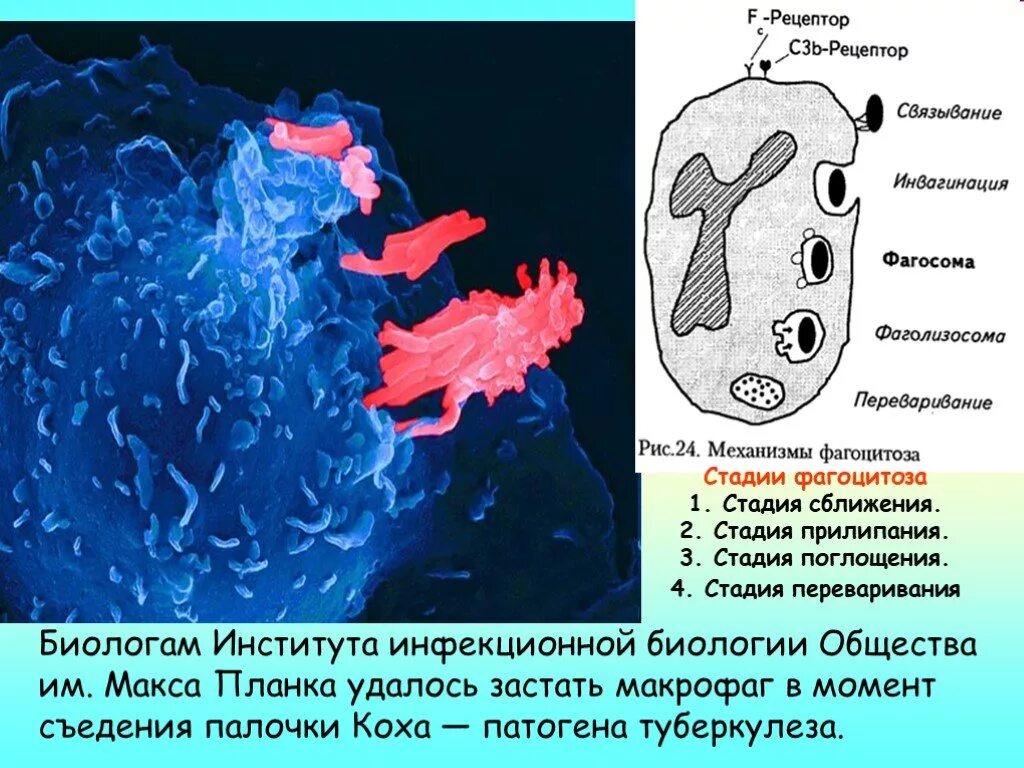 Фагоцитоз поглощение. Стадия прилипания фагоцитоза. Стадия поглощения фагоцитоза. Фагоцитоз палочки Коха.