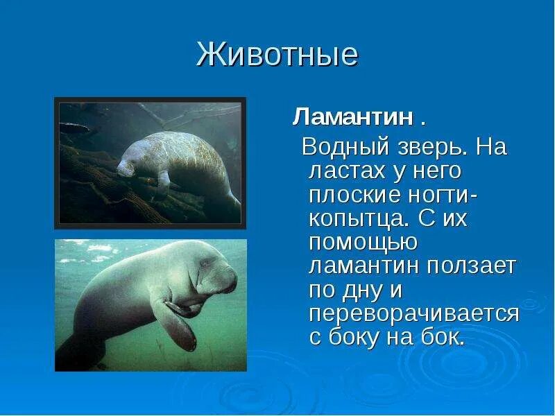 Сообщение на тему ползающие животные. Ламантин. ламантины занесены в красную книгу. водные коровы ламантины. сообщение о ламантине.