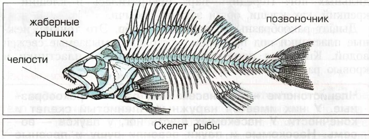 Скелет рыбы строение. Скелет рыбы анатомия. Скелет рыбы схема. Скелет рыбы с названиями.