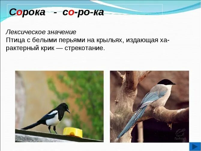 Сорока значение. Сорока лексическое значение. птица лексическое значение. сорока словарь. предложение про сороку.