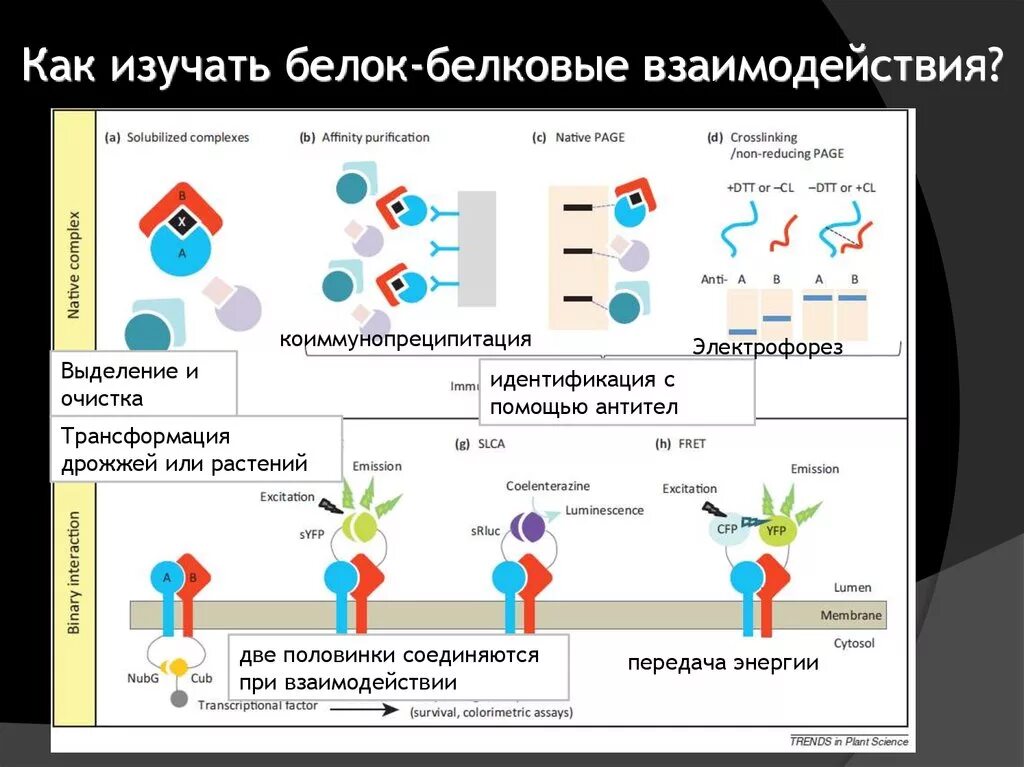 Белково белковые взаимодействия. Белок белковое взаимодействие схема. Регуляция белок-белковыми взаимодействиями. Белок-белковые взаимодействия ферментов. Белок-белковые взаимодействия в регуляции ферментов.