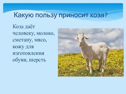 Какое молоко дает коза