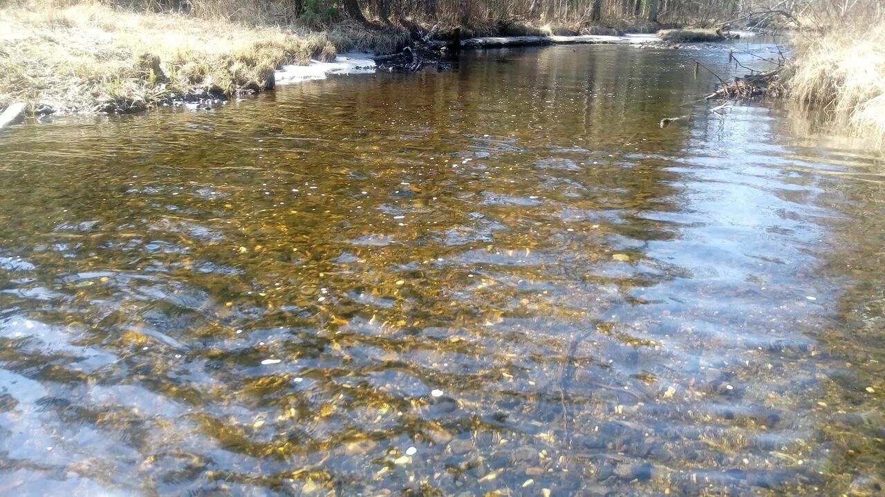 Пробы воды реки Ивдель. Живой Шемур. Река Вагран. Сосьва. Вода в реках всегда