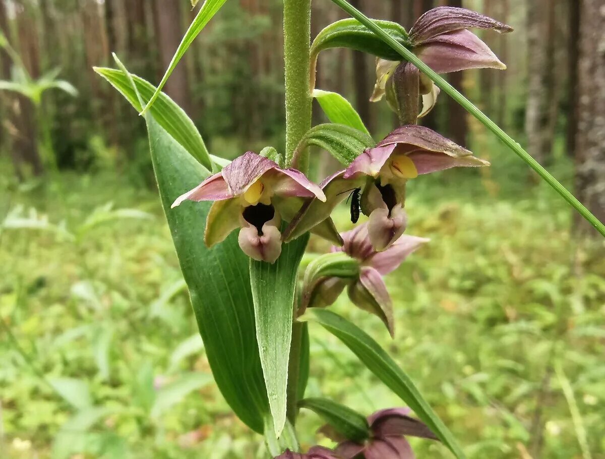 Дремлик зимовниковый. Дремлик болотный (Epipactis palustris). Дремлик широколиственный. Дремлик зимовниковый – Epipactis helleborine.