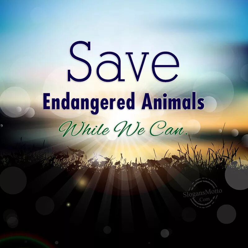 Release reduce adopt reusable endangered species. Save endangered animals. Save endangered species. How to save endangered animals. Save animals slogan.