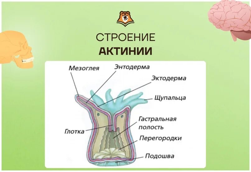 Лайфхаки биологии для ЕГЭ. Актиния строение. Актиния строение тела. ЕГЭ биология 2024. Материал по биологии для подготовки к огэ