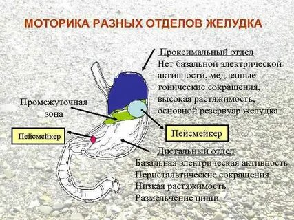 Перистальтика желудка