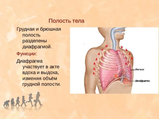 Полости тела перечислить. Полости тела грудная и брюшная. Грудная и брюшная полости разделены диафрагмой. Функции грудной полости.