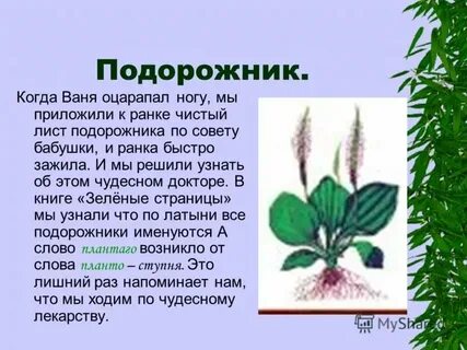 Зеленые страницы 2 класс подорожник