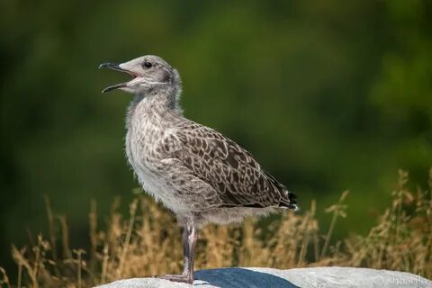 Дав птица