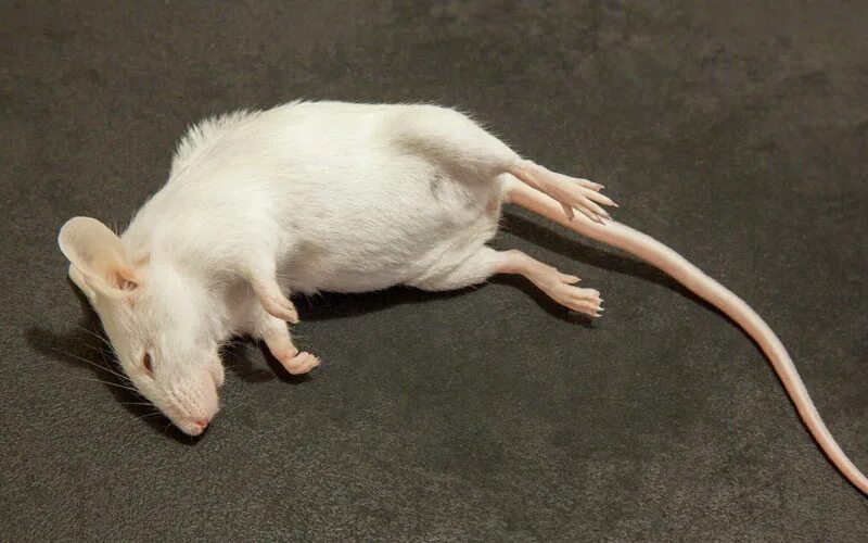 крыса дамбо альбинос. крыса дамбо альбинос. белая крыса альбинос. декоративная крыса альбинос. крыса белая альбинос дамбо.