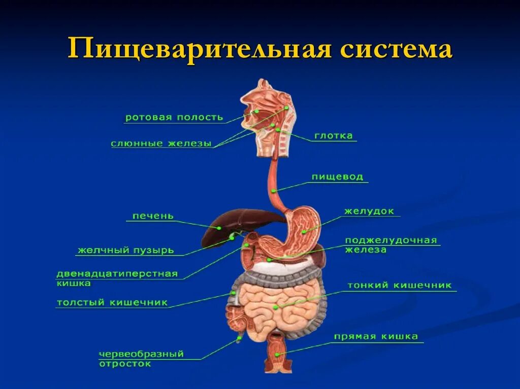 Система органов сообщение. Строение тела человека пищеварительная система. структура пищеварительной системы человека. система органов пищеварения биология. общее строение пищеварительной системы системы.