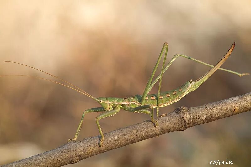 кузнечик дыбка. степная дыбка это насекомое. дыбка степная. крупный кузнечик степная дыбка. дыбка степная.