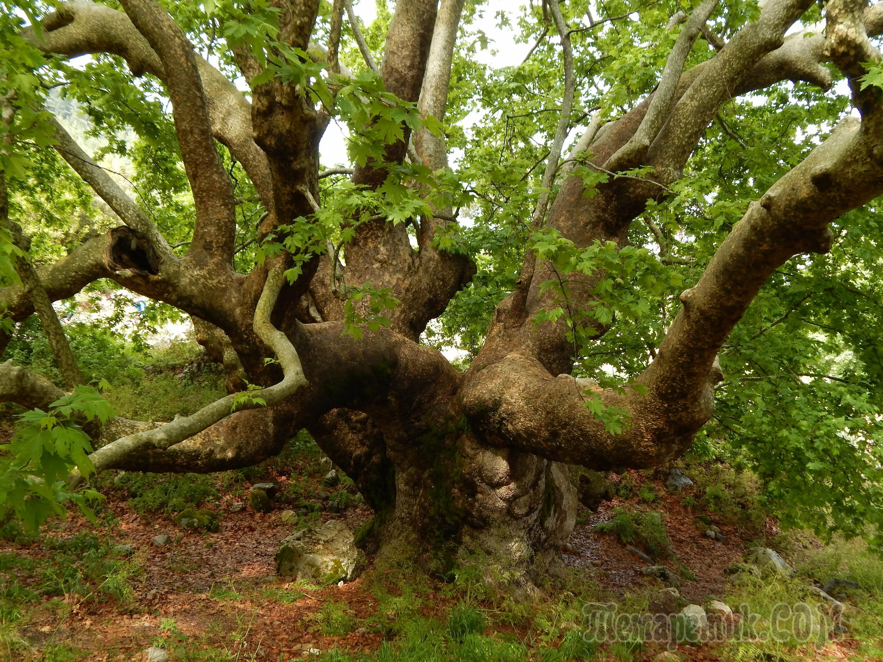Что такое чинара. Чинар дерево. Ачандара Платан. Ачандара Абхазия дерево. Дерево Чинар в Азербайджане.