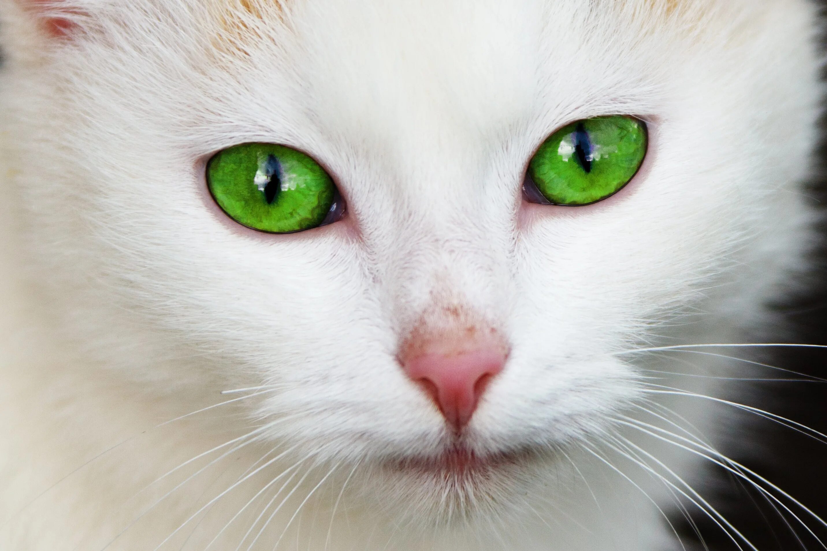 Как выглядит зеленый кот GREEN LIGHTS