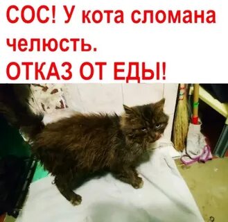 Кот не принимает нового кота