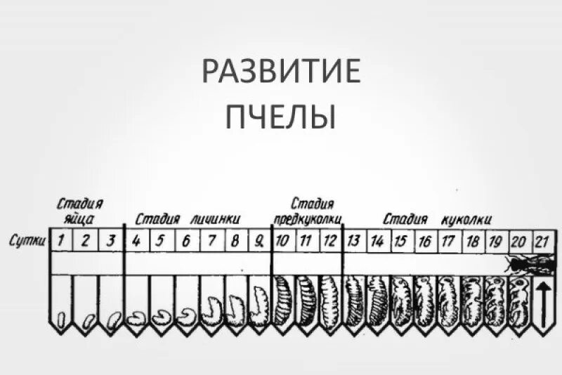 Цикл развития пчелиной матки схема. Стадии развития пчелы схема. Стадии развития рабочей пчелы. Цикл развития пчелы схема.