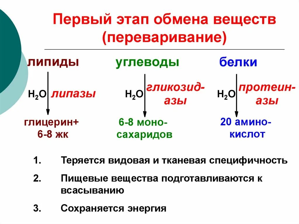 Конечный распад жиров. Таблицу этапы обмена веществ в организме. Последовательность этапов обмена веществ. Этапы энергетического обмена веществ в организме человека. Фазы обмена веществ биохимия.