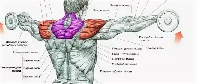 Как накачать переднюю дельту. Как накачать переднюю дельту