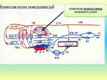 Дыхательная кровеносная системы рыб