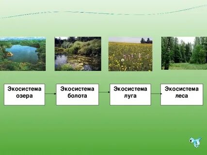 Жизнь экосистемы 3