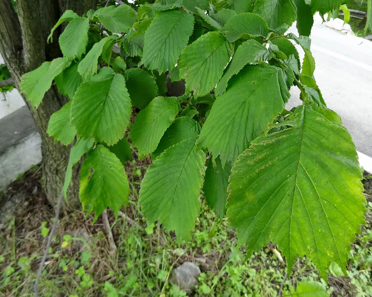 Вяз резиста "resista 'regal". Вяз обыкновенный, гладкий (ulmus laevis). Вяз приземистый (ulmus pumila l. Вяз camperdownii. Вяз шершавый кампердоуни.