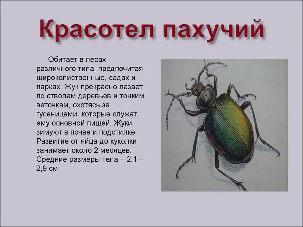 Жук красотел в какой природной зоне обитает. Жук-красотел в красной книге. Красная книга России Жук красотел. Насекомые красной книги России Жук красотел. Красотел пахучий.