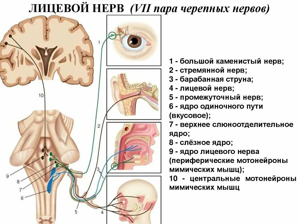 7 Пара черепно-мозговых нервов неврология. Ход 7 пары черепно мозговых нервов. 7 Пара черепных нервов ядра. 7 Пара ЧМН ядра. 7 черепной нерв